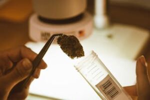 Microbiological Cannabis Testing